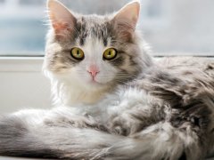A fluffy cat lying on a windowsill, gazing directly into the camera with a curious expression.