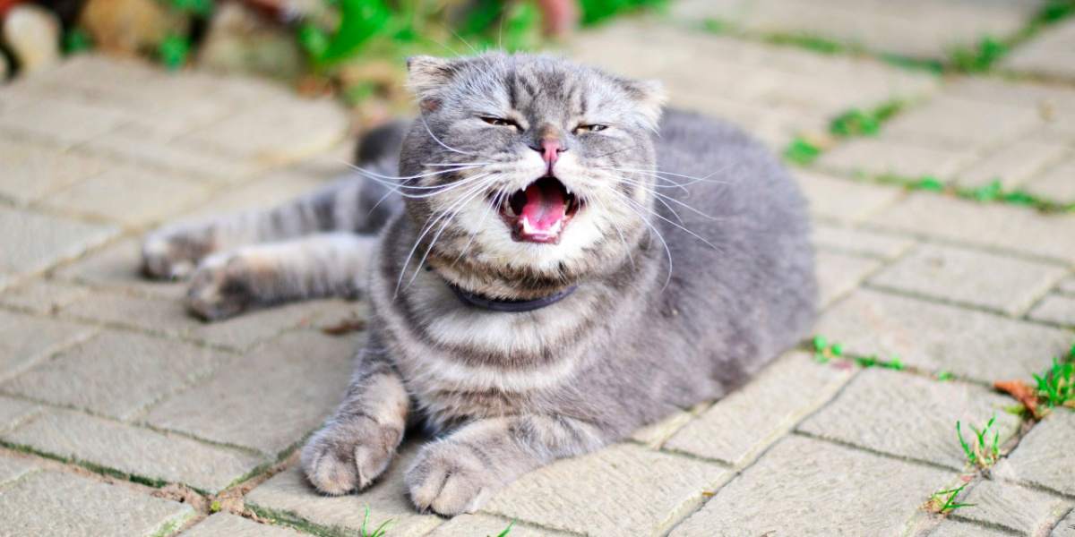 Gray tabby cat sneezes