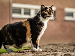Green-eyed calico cat standing showing its Primordial Pouch