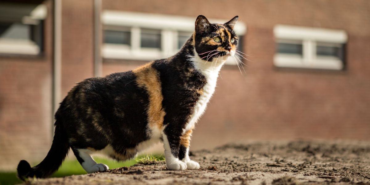 Green-eyed calico cat standing showing its Primordial Pouch