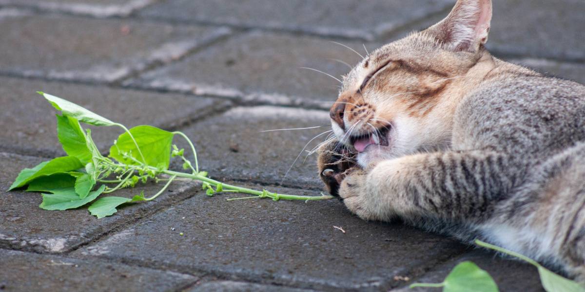 Gray tabby cat playing with silver vine, a humorous and playful moment