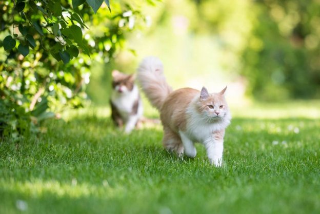 INTERESTING FACTS ABOUT MALE CATS visual data 2