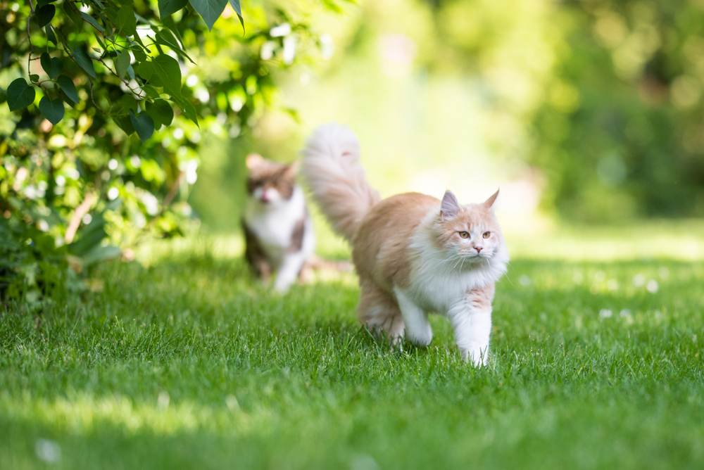 Facts about male cats: A Maine Coon cat with a fluffy tail walking away, displaying its majestic and distinctive appearance.