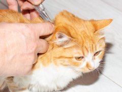 Owner applying antiparasitic drops on the cat's withers, ensuring the pet's health and protection.