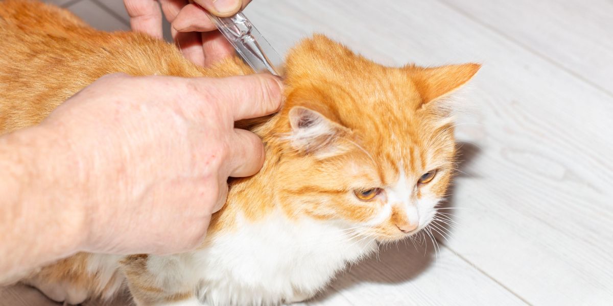 Selamectin for Cats: Owner applying antiparasitic drops on the cat's withers, ensuring the pet's health and protection.