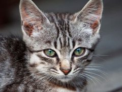 Close-up image of a sick stray kitten with a noticeable tumor on its head