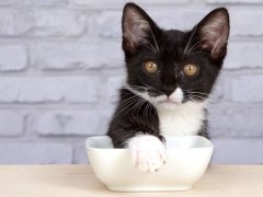 Tuxedo kitten covering its food bowl with its paw, displaying a playful and resourceful behavior