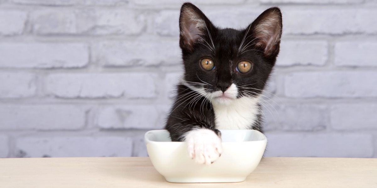 Cats cover their food: Tuxedo kitten covering its food bowl with its paw, displaying a playful and resourceful behavior