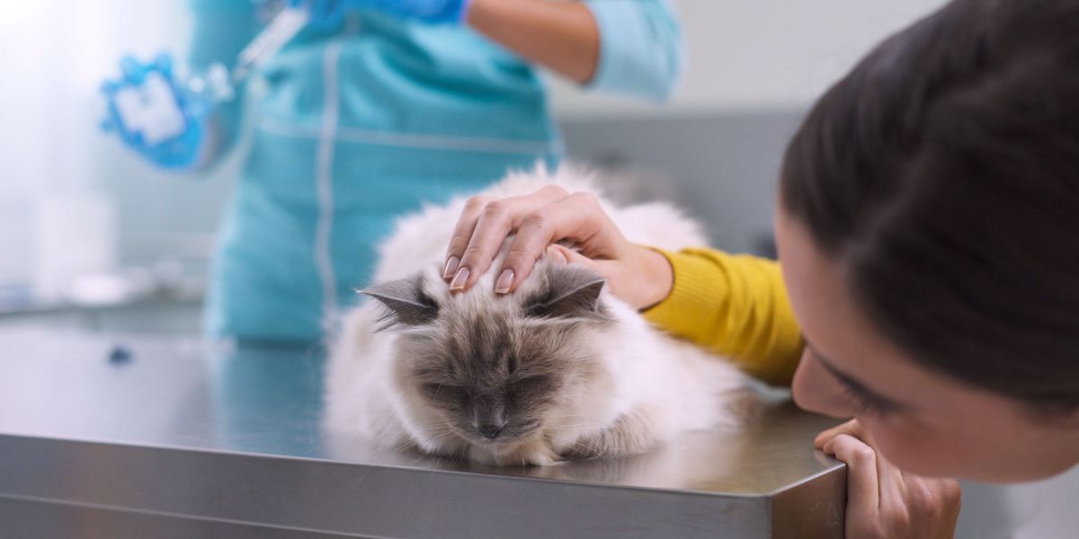 Veterinarian preparing an antibiotic for administration to a sick cat