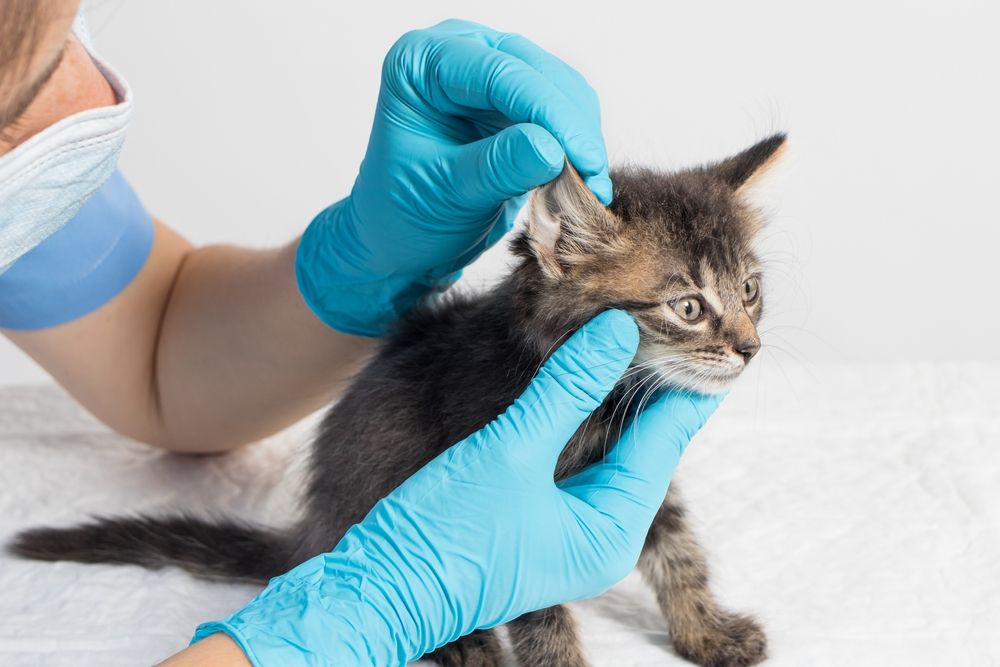 A veterinarian carefully examines a kitten's ear, demonstrating a thorough medical evaluation.