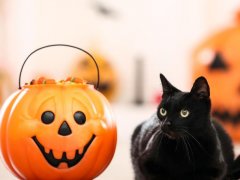 Black cat with candies in halloween bucket