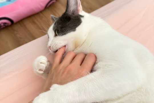 How to Discipline a Cat the Right Way