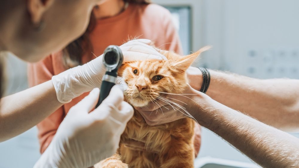 Veterinarians examining the eyes of a pet Maine Coon