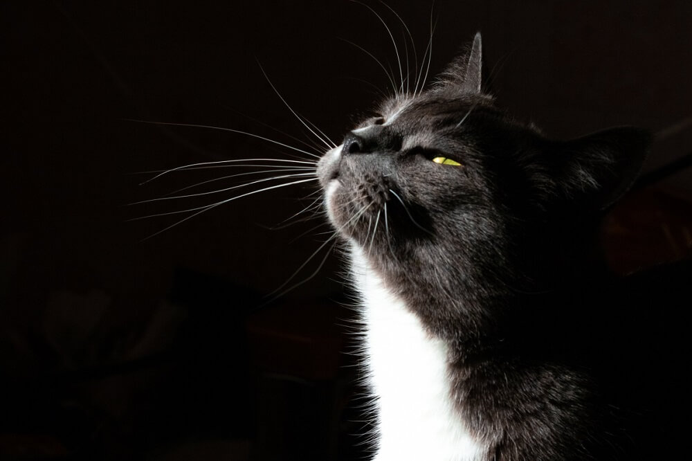 black cat