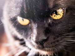 Black spots in the iris (eyes) of a black cat