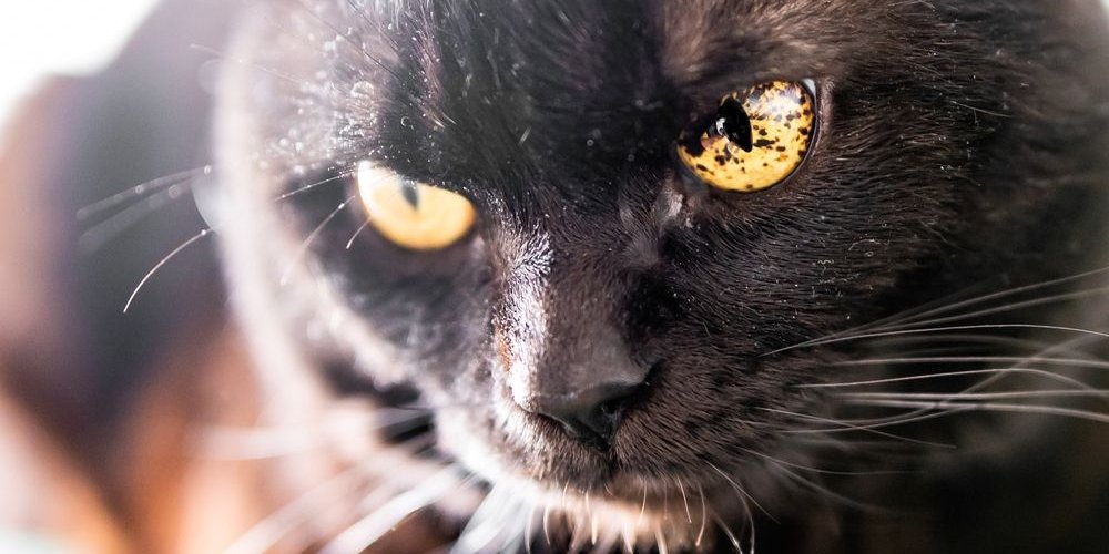 Black spots in the iris (eyes) of a black cat