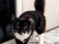cat arching back