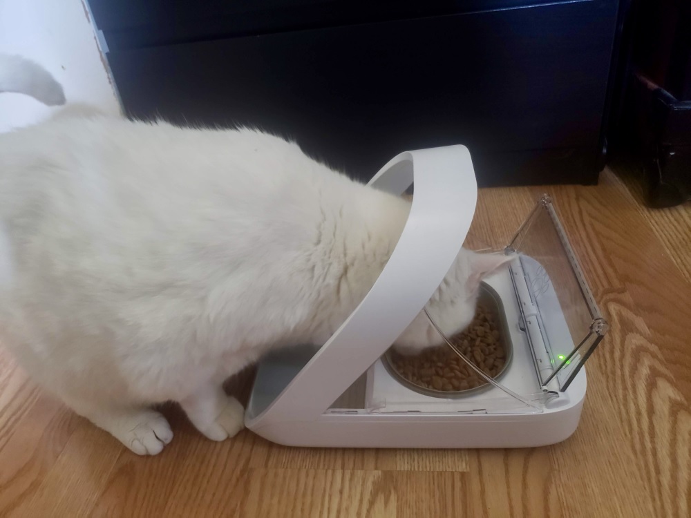 SureFeed Microchip Pet Feeder Review: Cat eating from an automatic feeder.
