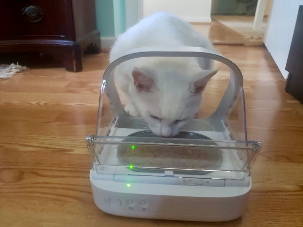Cat eating from an automatic feeder.