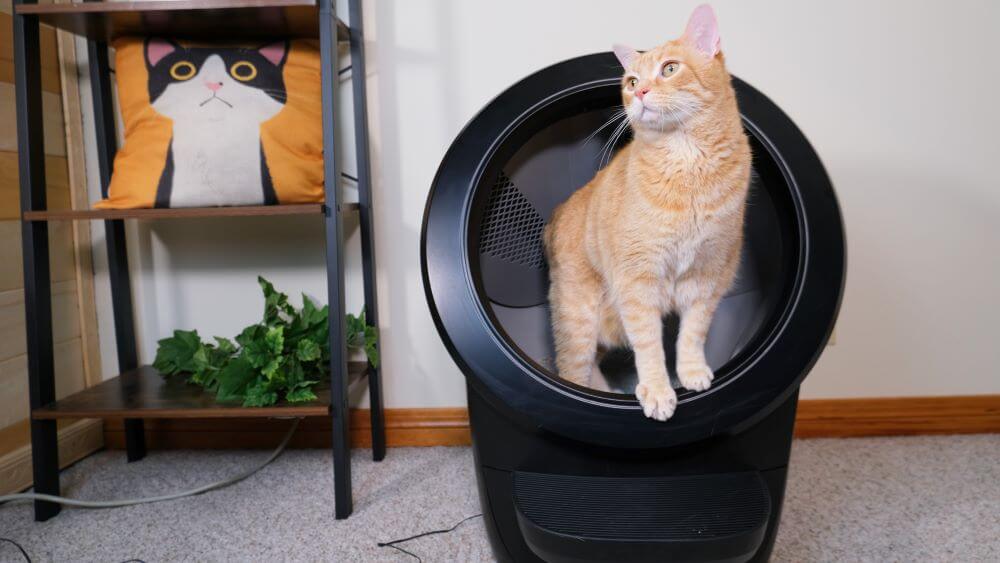 Litter Robot with Wessie