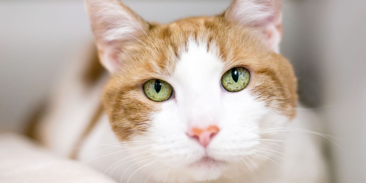Orange tabby shorthair cat with iris melanosis