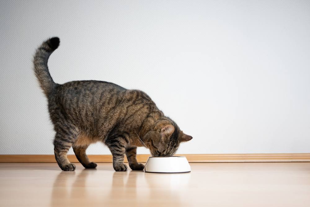 tabby cat eating pet food from feeding bowl