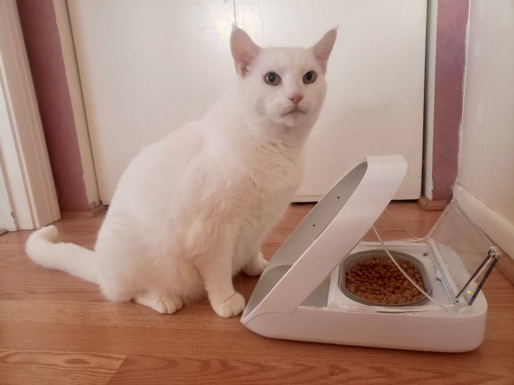 SureFeed Microchip Pet Feeder Review: White cat near a feeder.