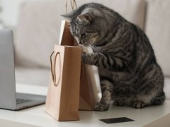 A gray tabby cat looking at craft paper bags