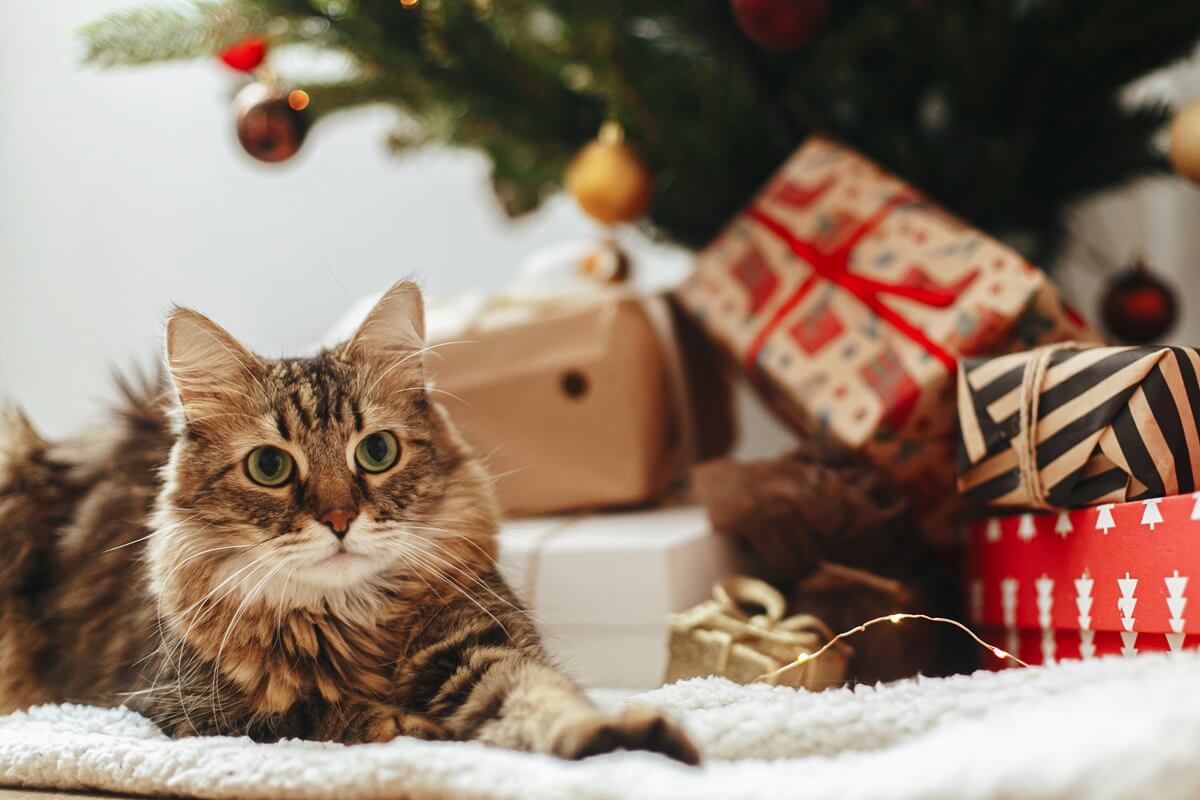 Fluffy tabby cat sits in front of a pile of gifts