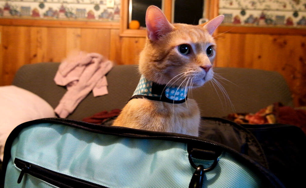 Traveling with cat feature