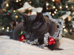 cat licking plastic