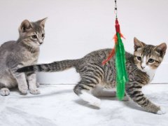 two kitten playing