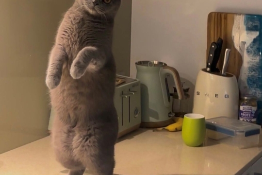 5 Simple Tips To Keep Cats Off Counters