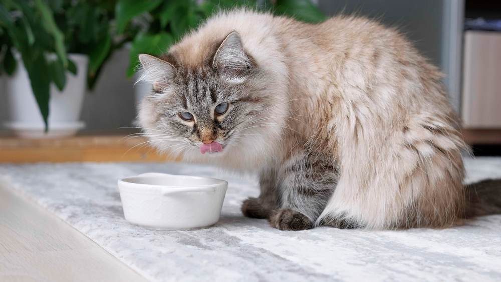 fluffy cat eating food from white bowl