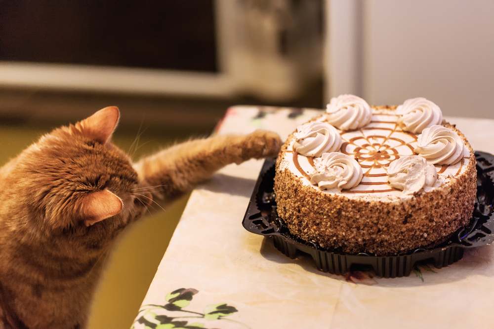 ginger cat reaching for cake on counter