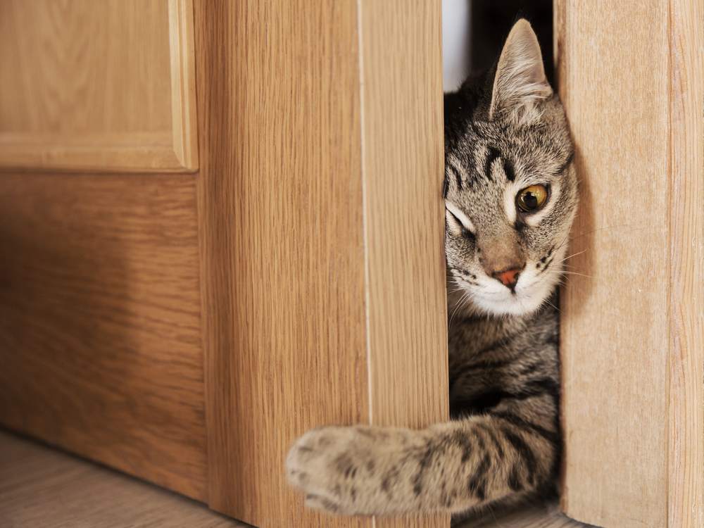 gato gris intentando trepar por la puerta