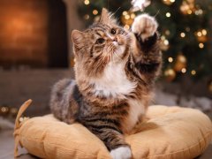 tabby cat playing christmas decor