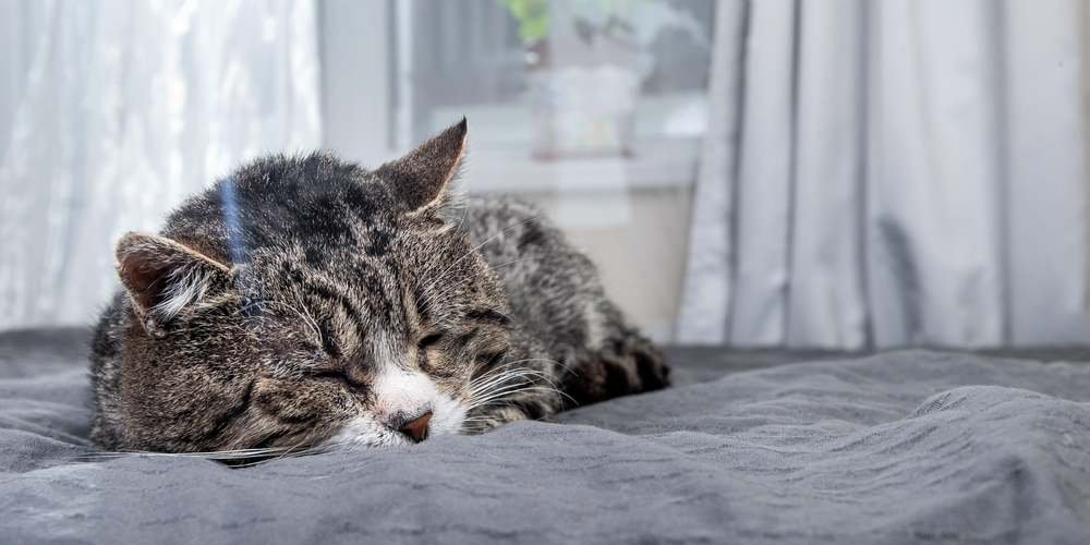 An old tabby cat sleeping on a soft bed in front of a window.