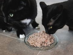 Black Short Hair Cats Eating Feline Natural Chicken & Lamb Feast Pate Wet Canned Cat Food