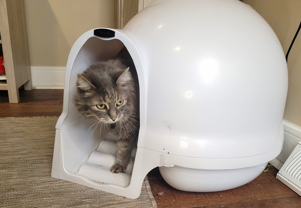 The cat is inside the Booda Dome Cleanstep Litter Box