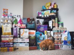 Cat Food Product Review