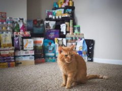 Cat Food Product Review Full Stock