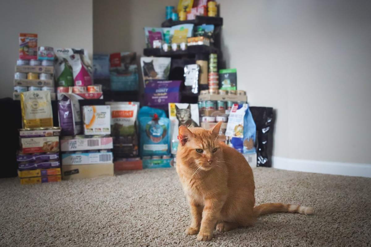 Cat Food Product Review Full Stock