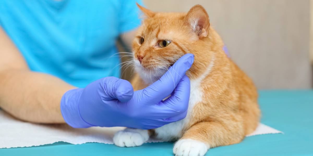 Quistes sebaceos en gatos causas sintoma 1