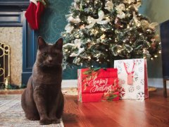 cat standing in front of christmas tree