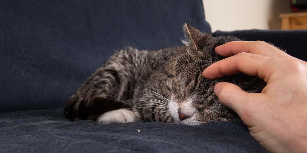 Close up of an elderly gray cat sleeping on a blue sofa and getting a head scratch by a human hand.