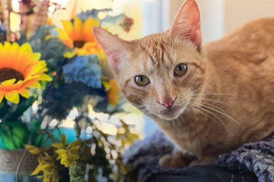 Which Holiday Plants Are Toxic for Cats?