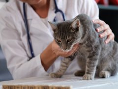 Female veterinarian holds sick cat close-up