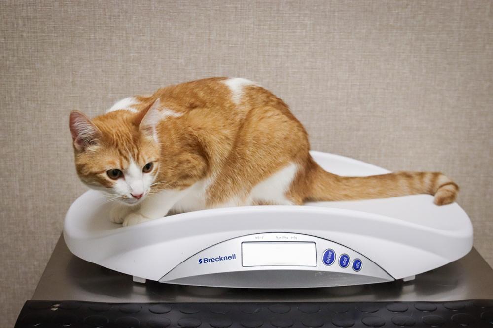 GoodVets Cat At Vet