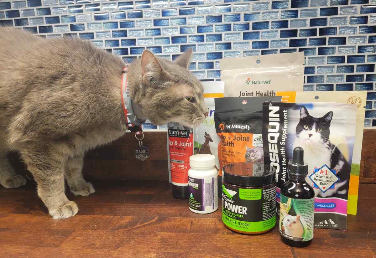 Grey cat inspecting an array of joint supplements for cats.